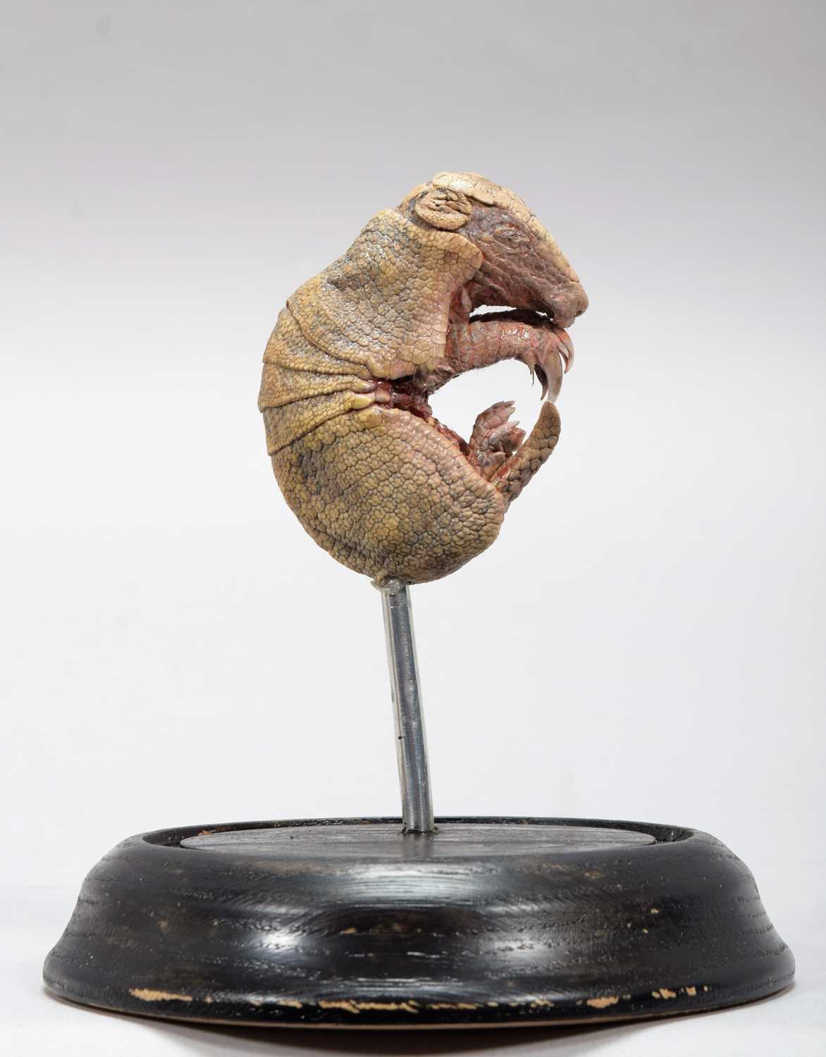 Lot 362 - Taxidermy: A Baby Armadillo Under Dome, modern,...