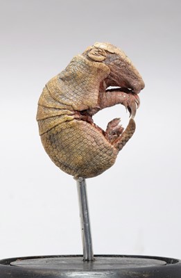 Lot 362 - Taxidermy: A Baby Armadillo Under Dome, modern,...