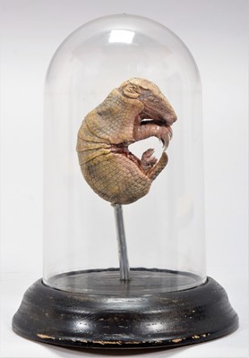 Lot 362 - Taxidermy: A Baby Armadillo Under Dome, modern,...