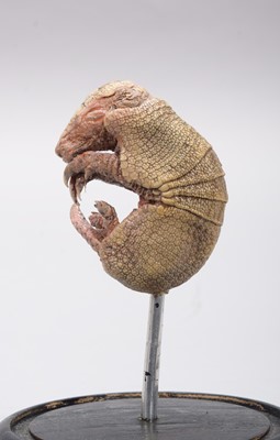 Lot 362 - Taxidermy: A Baby Armadillo Under Dome, modern,...