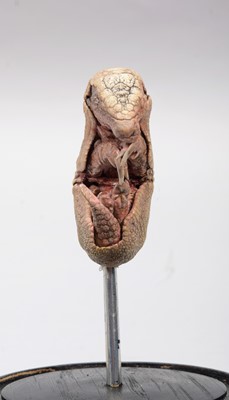 Lot 362 - Taxidermy: A Baby Armadillo Under Dome, modern,...