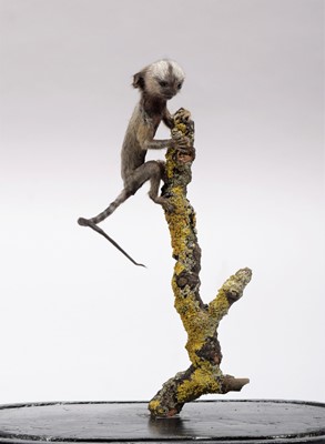 Lot 274 - Taxidermy: A Baby Cotton-Eared Marmoset Monkey...