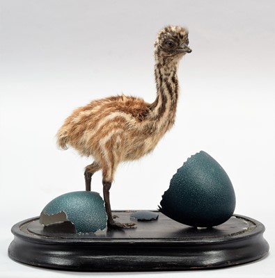 Lot 152 - Taxidermy: An Emu Chick (Dromaius...