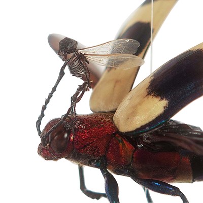 Lot 36 - Entomology: A Curious Fantastical Creation By...