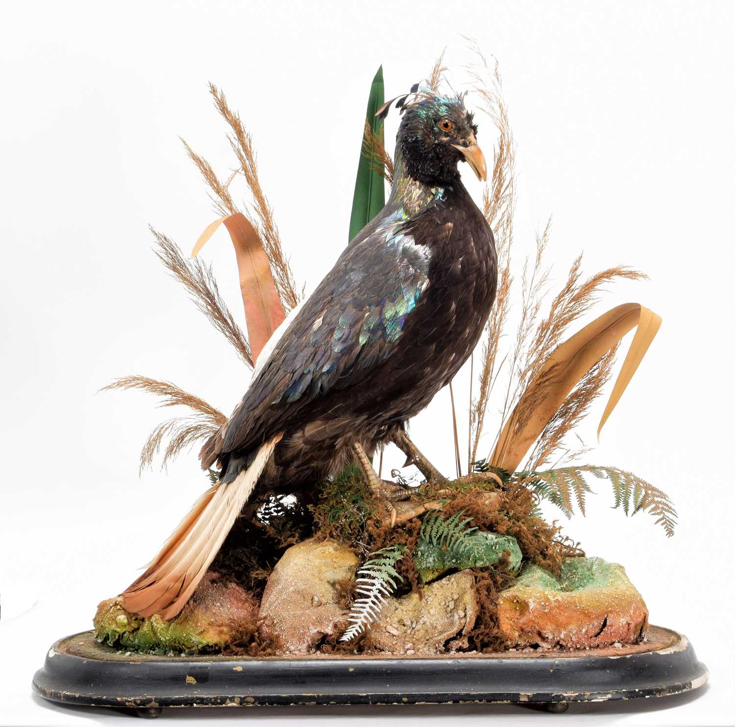 Lot 95 - Taxidermy: A Victorian Himalayan Monal...