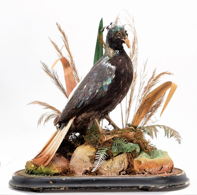 Lot 228 - Taxidermy: A Victorian Himalayan Monal...