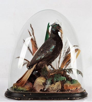 Lot 89 - Taxidermy: A Victorian Himalayan Monal...