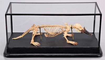 Lot 310 - Skeletons/Anatomy: A Cased Duck-billed...