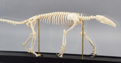 Lot 284 - Skeletons/Anatomy: A Cased Southern Tamandua...