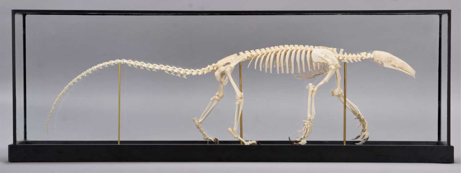 Lot 284 - Skeletons/Anatomy: A Cased Southern Tamandua...