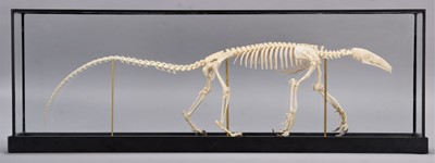Lot 284 - Skeletons/Anatomy: A Cased Southern Tamandua...