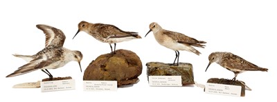 Lot 201 - Taxidermy: A Group of Estuary Birds, dated...
