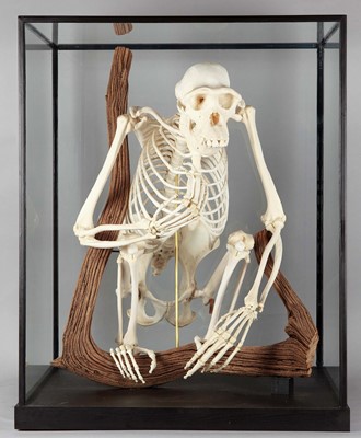 Lot 365 - Skeletons/Anatomy: A Rare Cased Chimpanzee...