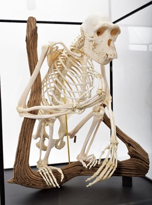 Lot 350 - Skeletons/Anatomy: A Rare Cased Chimpanzee...