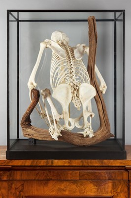 Lot 350 - Skeletons/Anatomy: A Rare Cased Chimpanzee...