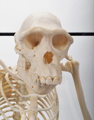 Lot 350 - Skeletons/Anatomy: A Rare Cased Chimpanzee...