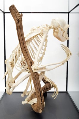 Lot 350 - Skeletons/Anatomy: A Rare Cased Chimpanzee...