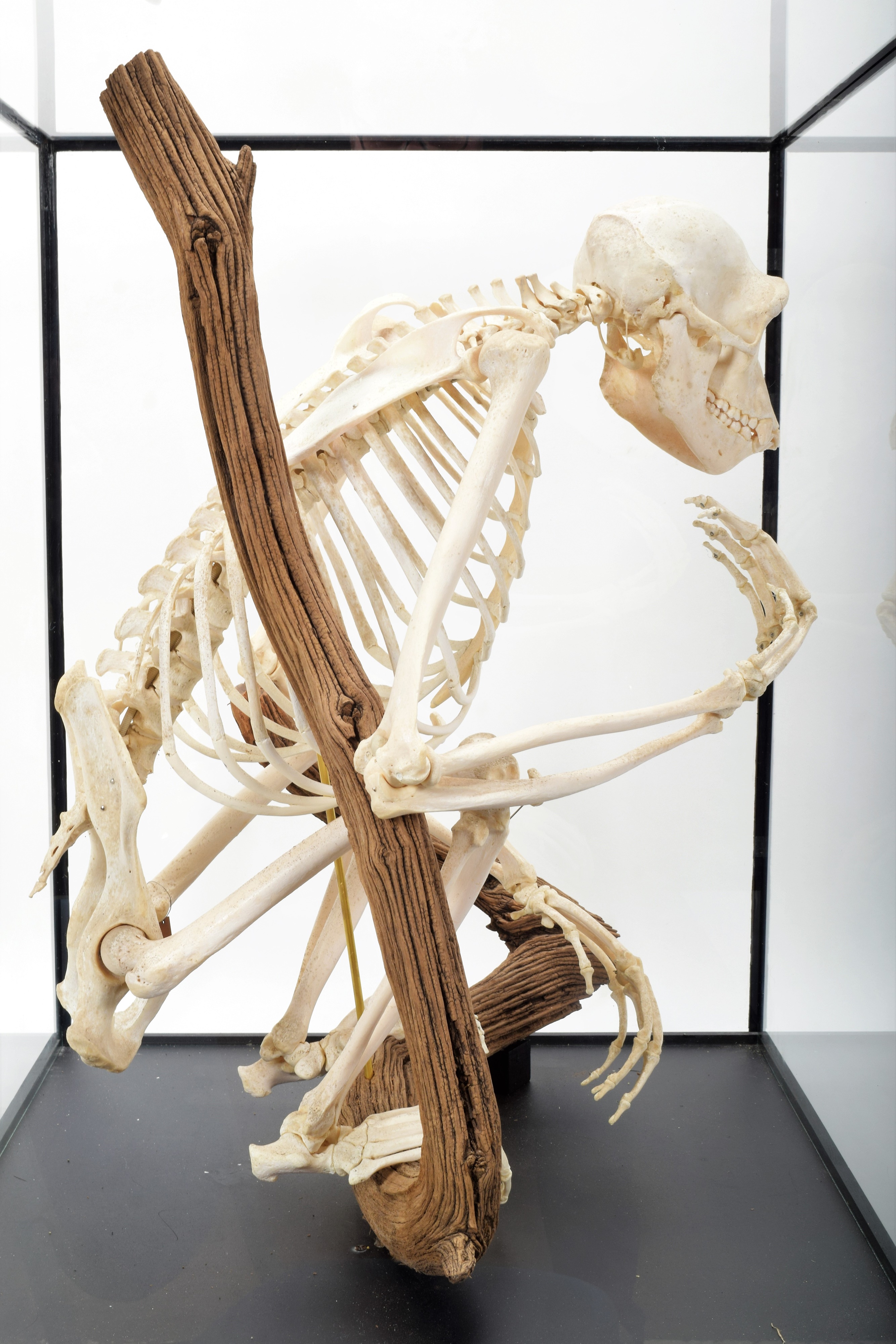 Lot 350 - Skeletons/Anatomy: A Rare Cased Chimpanzee