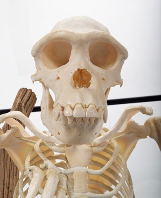 Lot 350 - Skeletons/Anatomy: A Rare Cased Chimpanzee...