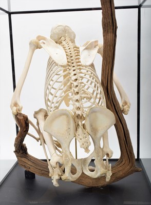 Lot 350 - Skeletons/Anatomy: A Rare Cased Chimpanzee...