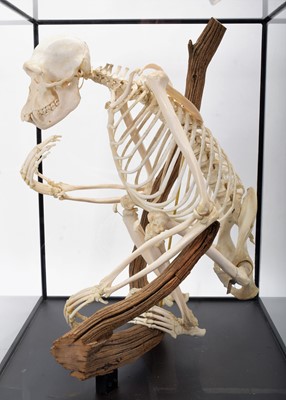 Lot 350 - Skeletons/Anatomy: A Rare Cased Chimpanzee...