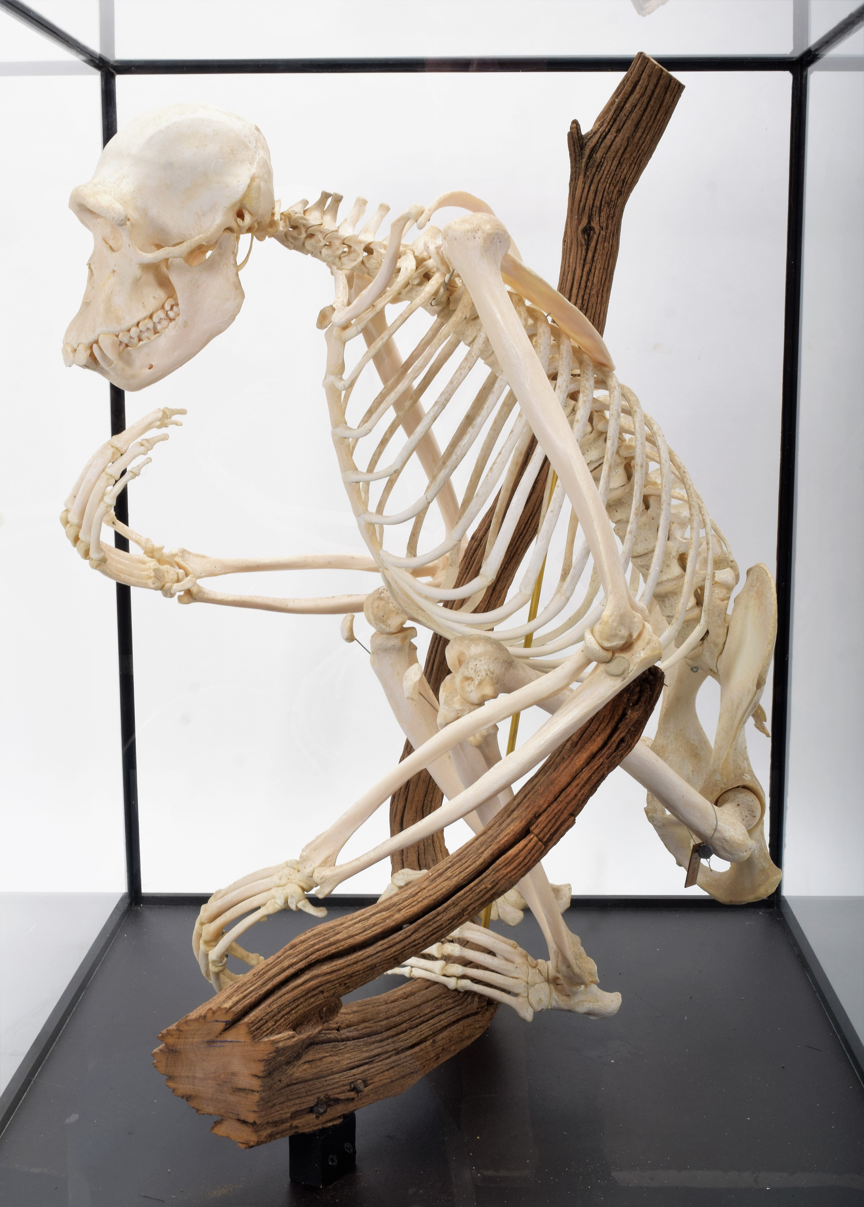 Lot 350 - Skeletons/Anatomy: A Rare Cased Chimpanzee
