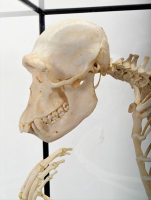 Lot 350 - Skeletons/Anatomy: A Rare Cased Chimpanzee...