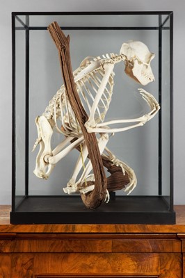 Lot 350 - Skeletons/Anatomy: A Rare Cased Chimpanzee...