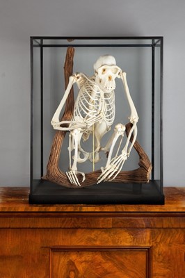 Lot 365 - Skeletons/Anatomy: A Rare Cased Chimpanzee...