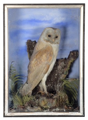 Lot 1179 - Taxidermy: A Victorian Cased Barn Owl (Tito...