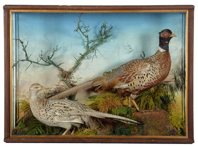 Lot 1194 - Taxidermy: A Late Victorian Cased Pair of Ring-...