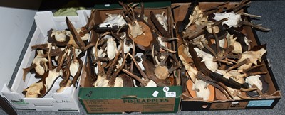 Lot 1148 - Antlers/Horns: European Roebuck Antlers, fifty...