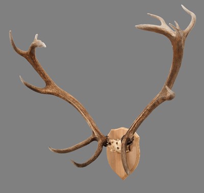 Lot 1150 - Antlers/Horns: A Set of European Red Deer...