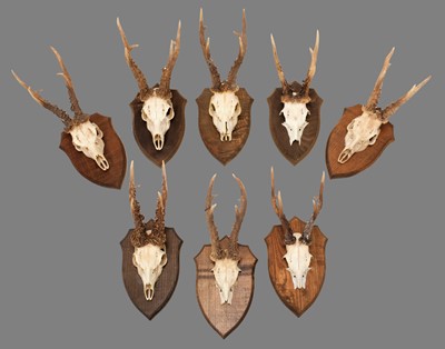 Lot 4 - Antlers/Horns: Large European Roebuck Antlers...