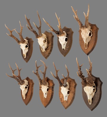 Lot 4 - Antlers/Horns: Large European Roebuck Antlers...