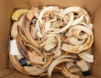 Lot 1151 - Tusks: A Large Quantity of African Warthog &...