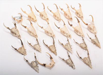 Lot 1152 - Skulls/Horns: A Large Quantity of Muntjac...