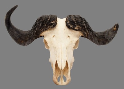 Lot 1178 - Horns/Skulls: East African Cape Buffalo...