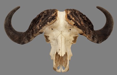 Lot 202 - Horns/Skulls: East African Cape Buffalo...