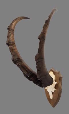 Lot 1155 - Antlers/Horns: A Set of Bezoar Ibex Horns...