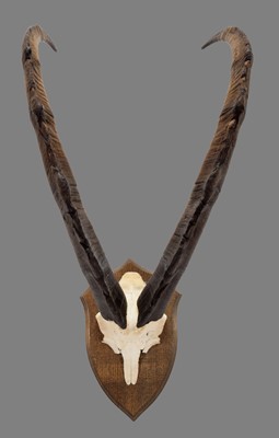 Lot 1155 - Antlers/Horns: A Set of Bezoar Ibex Horns...