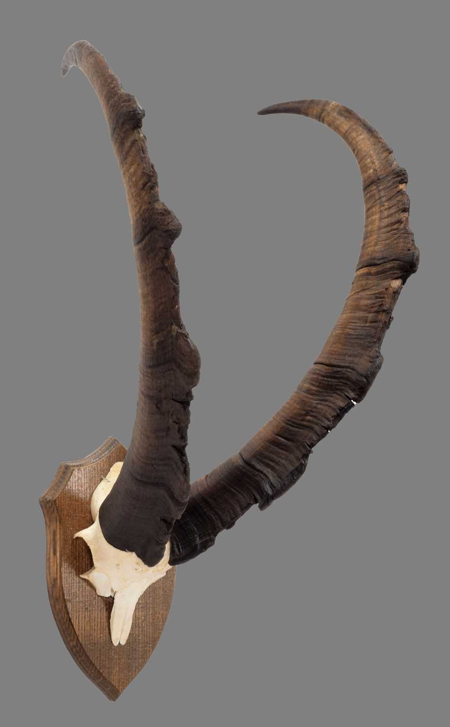 Lot 1155 - Antlers/Horns: A Set of Bezoar Ibex Horns...