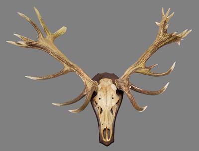 Lot 1153 - Antlers/Horns: European Red Deer (Cervus...