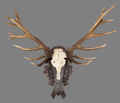 Lot 1154 - Antlers/Horns: European Red Deer (Cervus...