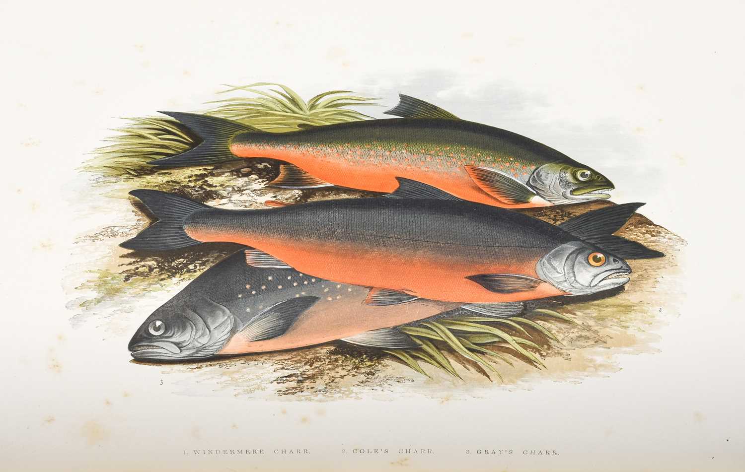 Lot 2175 - Houghton (Rev. W.). British Fresh-Water Fishes....