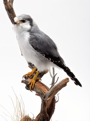 Lot 20 - Taxidermy: African Pygmy Falcon (Polihierax...