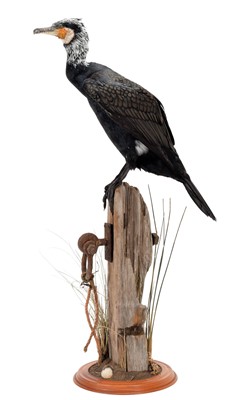 Lot 191 - Taxidermy: A Great Cormorant (Phalacrocorax...