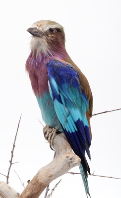 Lot 92 - Taxidermy: A Lilac-Breasted Roller (Coracias...