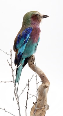 Lot 92 - Taxidermy: A Lilac-Breasted Roller (Coracias...