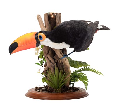 Lot 175 - Taxidermy: A Re-Creation of a Toco Toucan,...